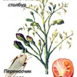 Болезнь томатов