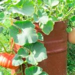 Выращивание тыквы в бочке
