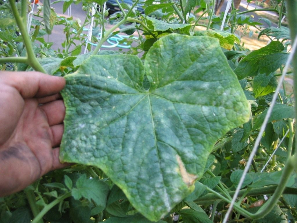Заболевания огурцов в теплице по листьям с фото
