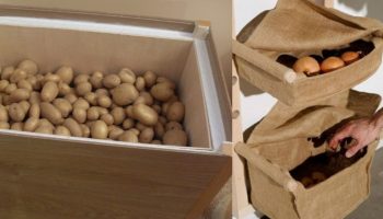 Хранение картофеля в квартире