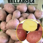 Картофель Беллароза