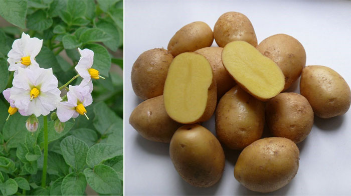 Сорт картофеля коломбо характеристика