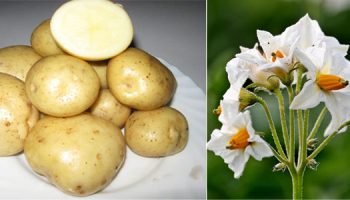 Цветы и плоды картофеля Лилли