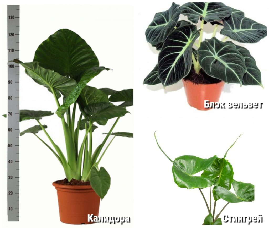 Ароидные комнатные растения фото и названия