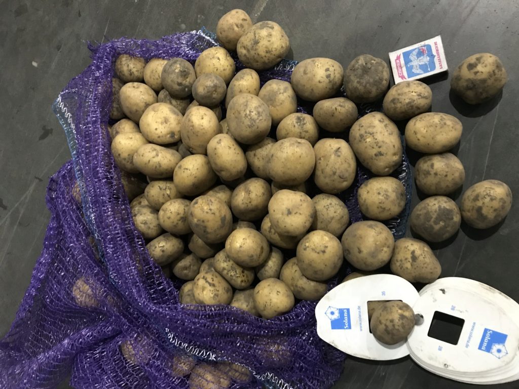Взвешивание картофеля