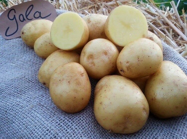 Клубни картофеля Гала