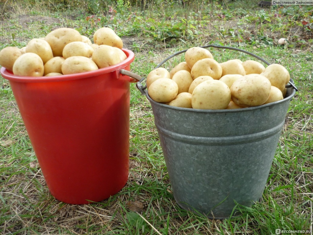 Два ведра картофеля