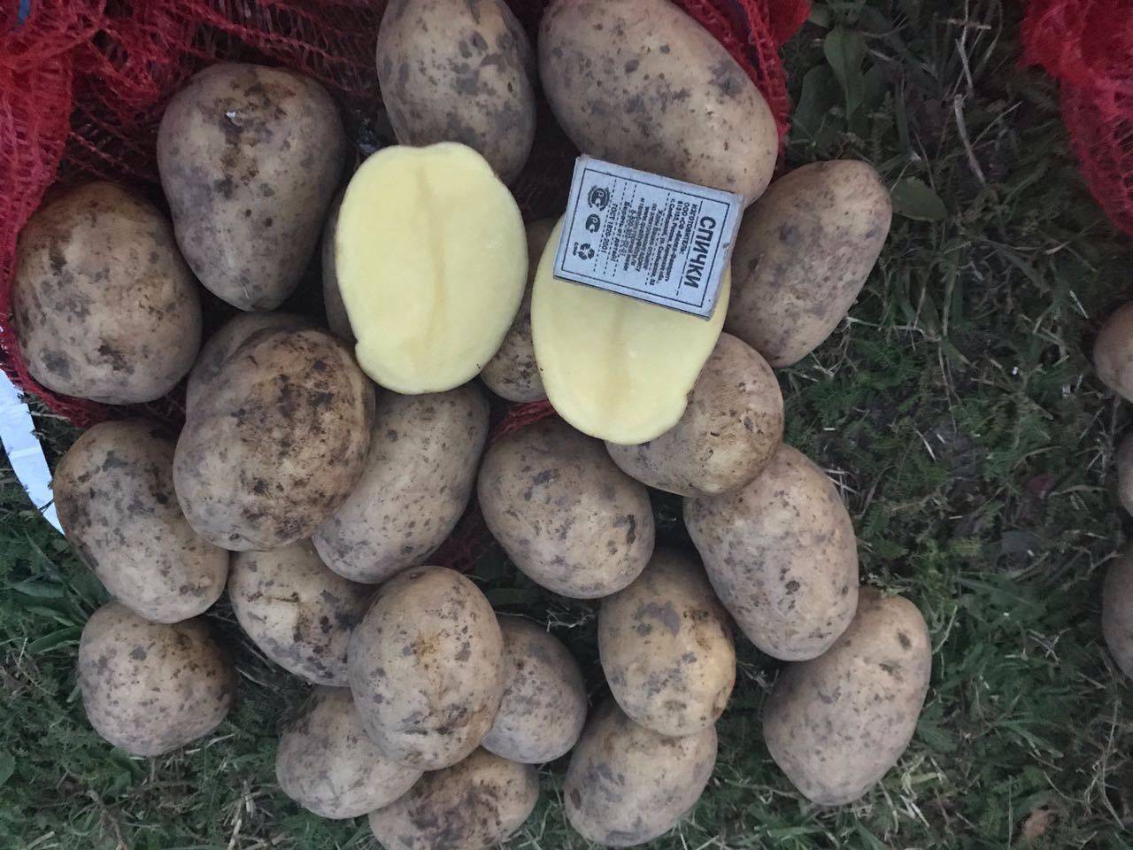 Размер картофеля Джувел