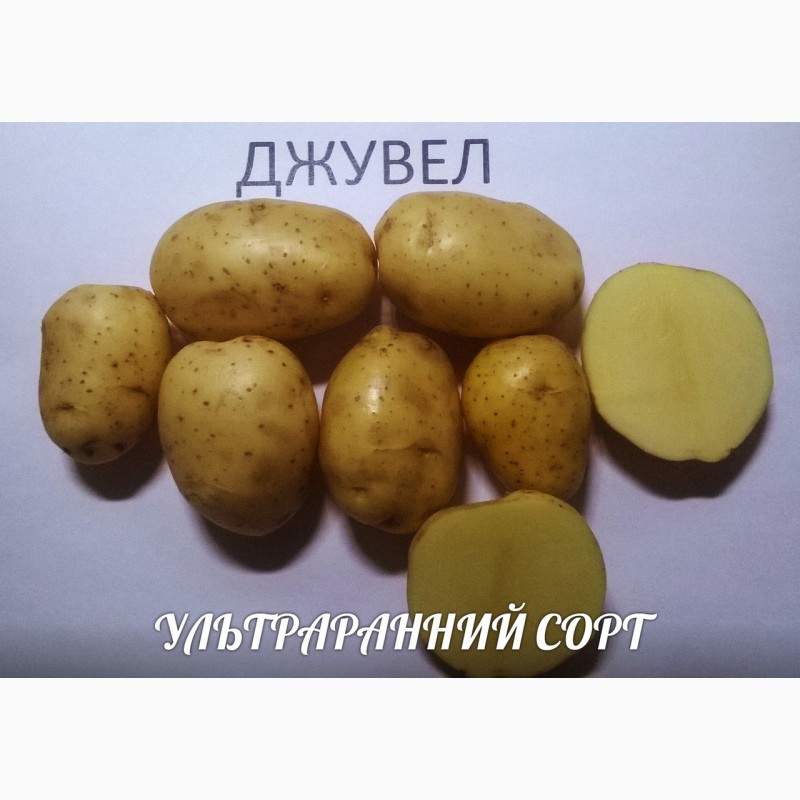 Элитный картофель