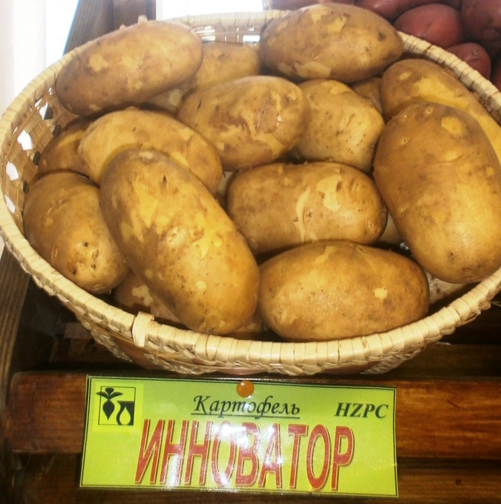 Картофель сорт Армада
