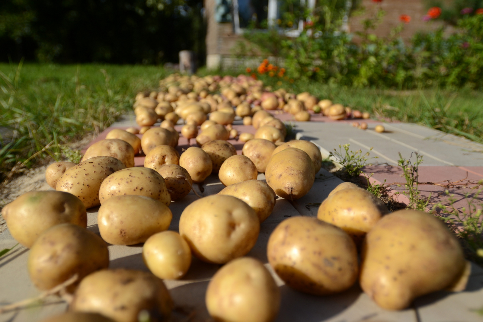 Обработка картофеля перед проращиванием. Картофель Каратоп. Картофель Молли. Просушка картофеля. Урожай картофеля.