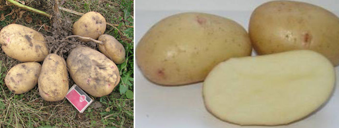 Великан картофель - крупная, высокоурожайная и популярная разновидность, обладающая привлекательным внешним видом и превосходными вкусовыми качествами.