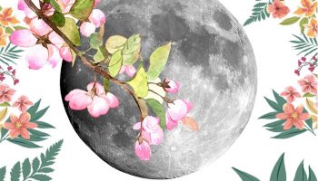 Цветы и Луна