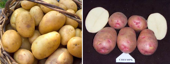 Лучшие сорта картофеля для Западной и Восточной Сибири