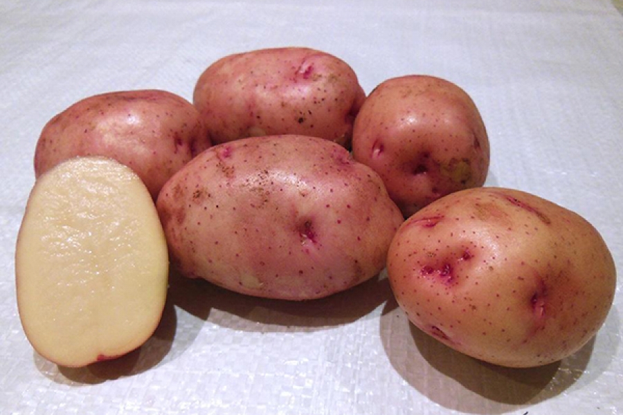 ранний сорт картофеля