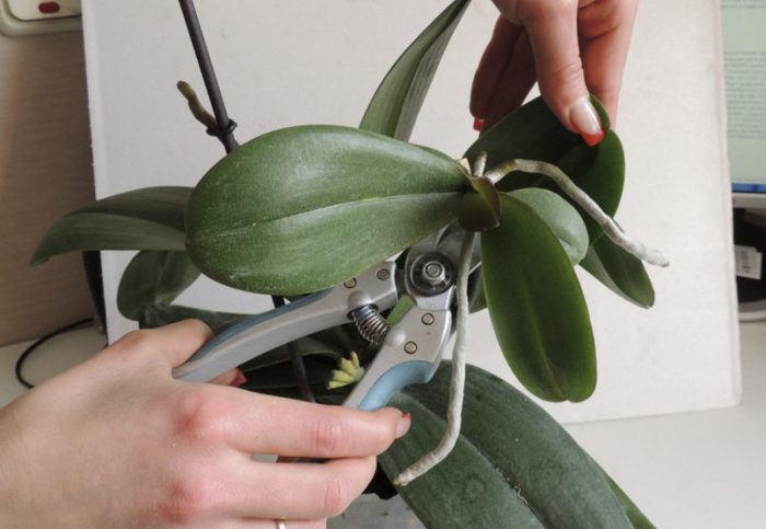 отделение деток у орхидей