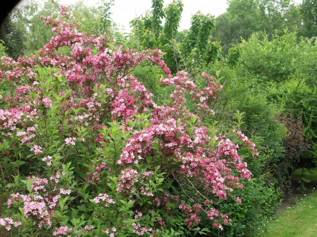 Вейгела розеа фото и описание кустарника