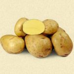 Семенной картофель Каратоп