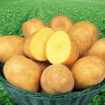 Поле Адретты