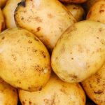 Сорт картофеля Адретта