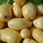 Клубни сорта картофеля Аноста
