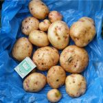 Измерение картофеля Антонина