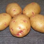 Клубни картофеля Барон