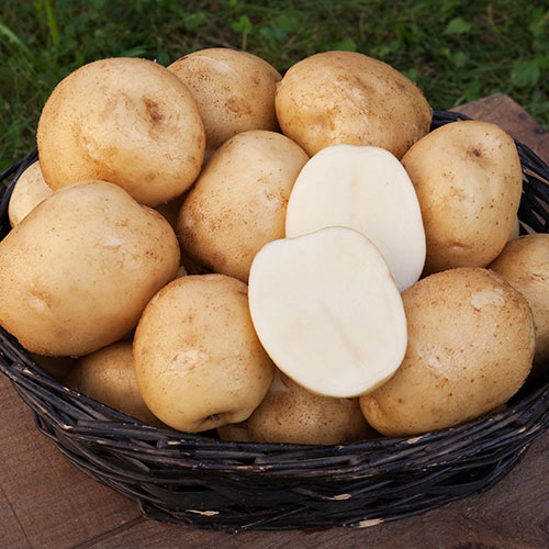 Сорта картофеля с белой мякотью
