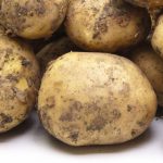 Крепыш сорт картофеля