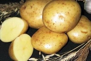 Картофель сорта Ласунок