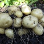 Большой куст картофеля сорта Ласунок