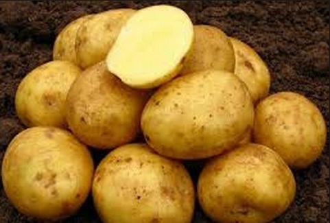 Ласунок сорт картофеля