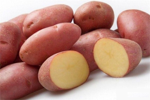 Клубни картофеля Манифест