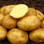 Нандина сорт картофеля