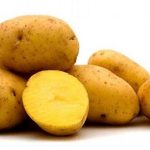 Сорт картофеля Нандина