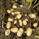 Урожай картофеля сорта Невского