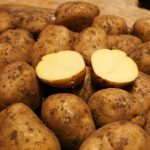 Урожай картофеля Ривьера