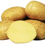 Сорт картофеля Ривьера
