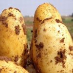 Возможные клубни картофеля Уладар
