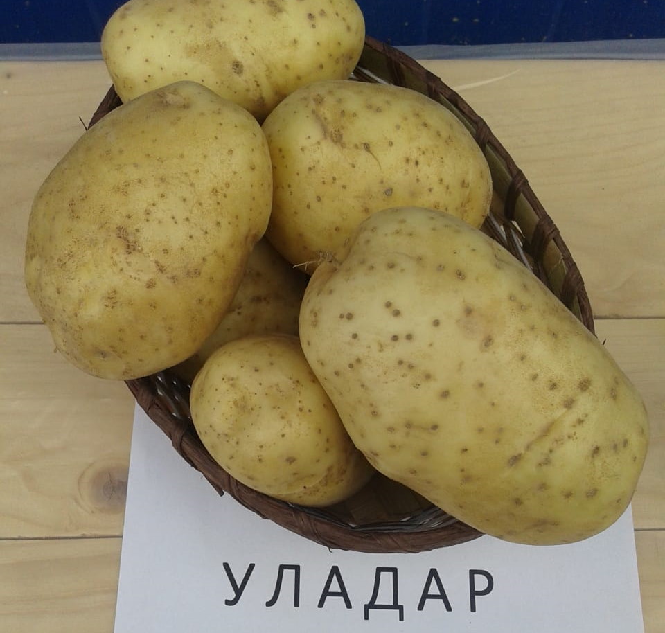 Картофель Уладар
