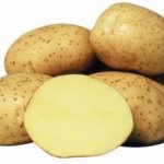 Сорт картофеля Винета