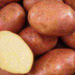 Виза сорт картофеля