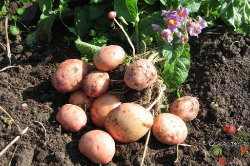 Кусты картофеля Жуковский ранний
