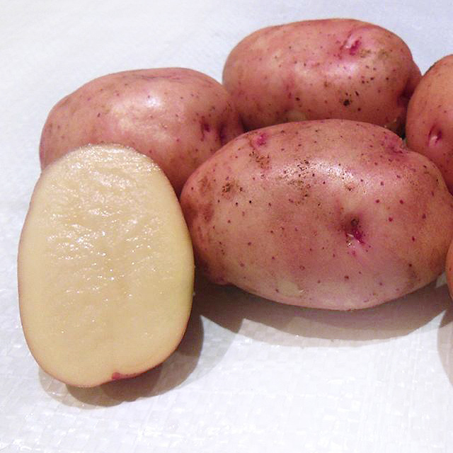 Сорт картофеля метеор фото и описание