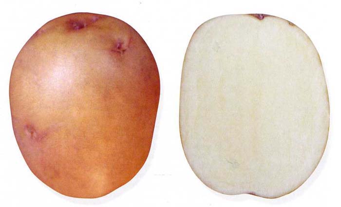 Сорт картофеля Жуковский ранний