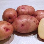 Сорт картофеля Жуковский