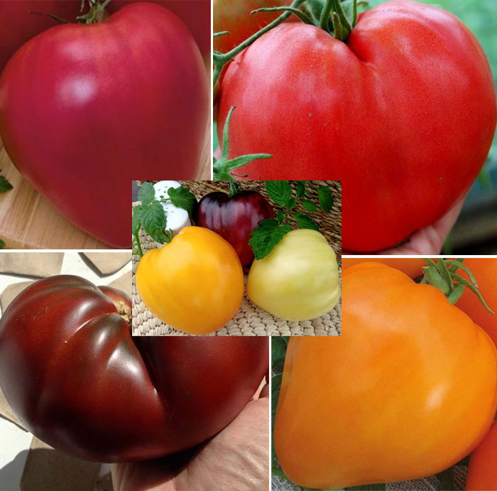 Посадка и выращивание томата 
