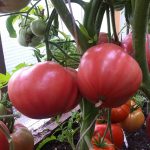 Сорт томата Бычье сердце Абаканское на кусте