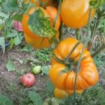 Сорт томата Бычье сердце Английское на кусте