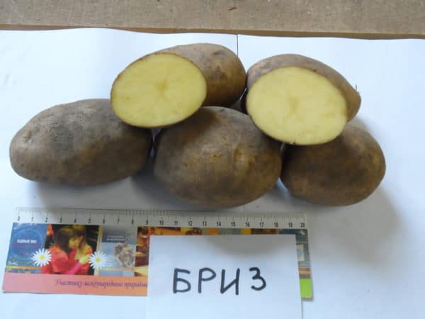 Семенной материал сорта картофеля